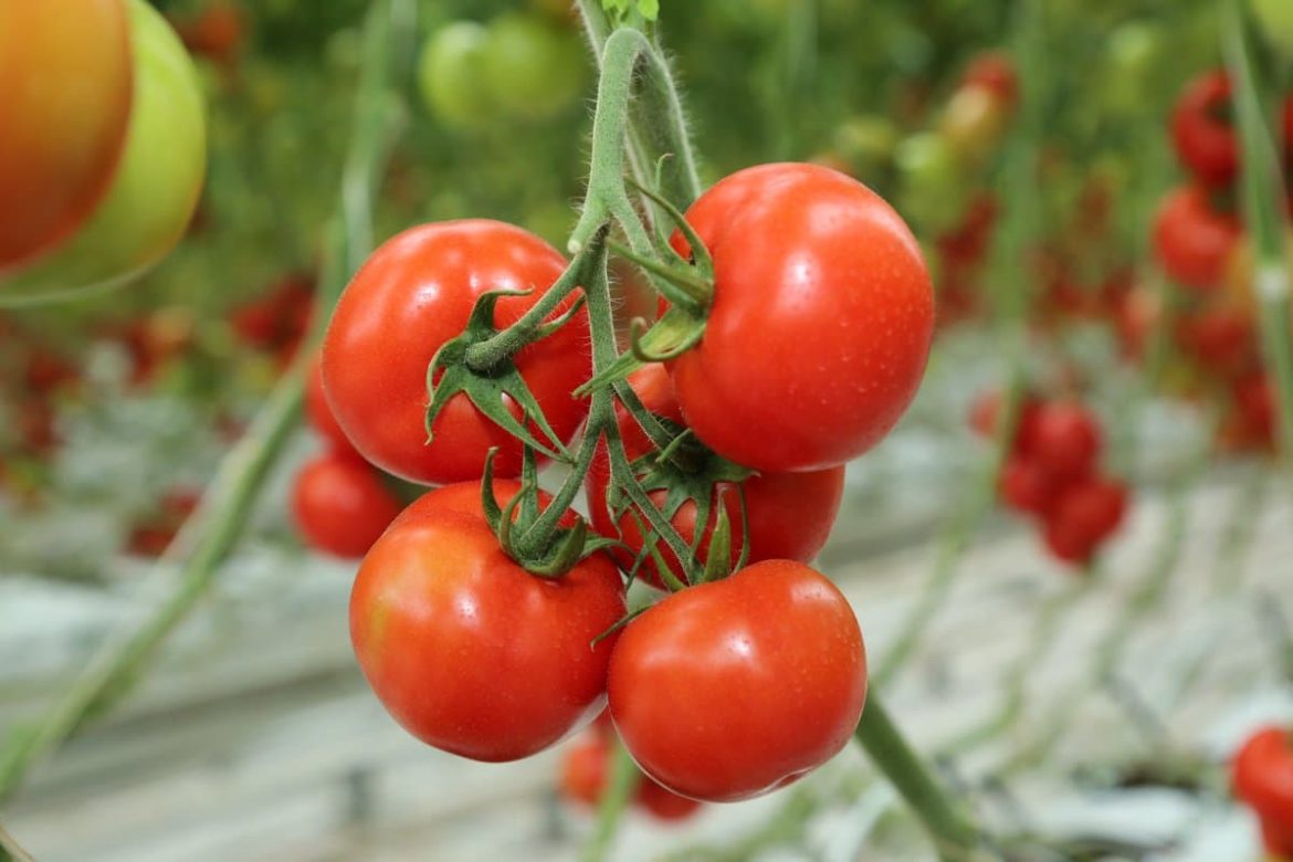 گوجه فرنگی امروز سرزمین موجب نجات جان دو کارگر شد